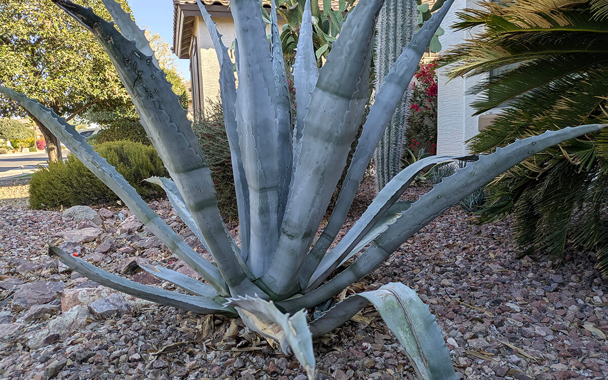 Century plant (Agave americana)