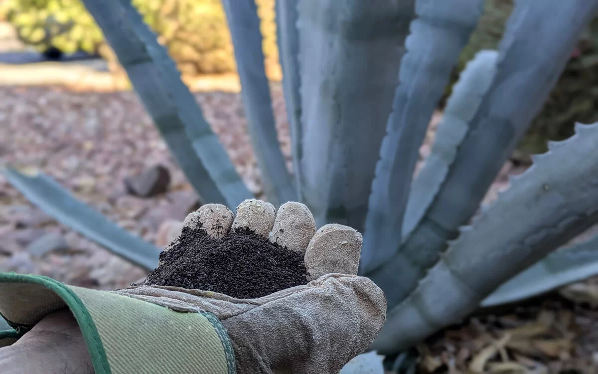 worm castings can protect against agave weevils