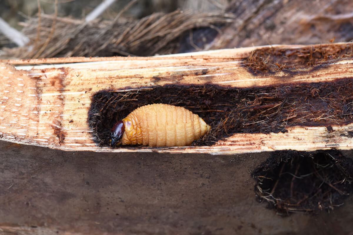 red palm weevil larvae feeding inside a palm tee