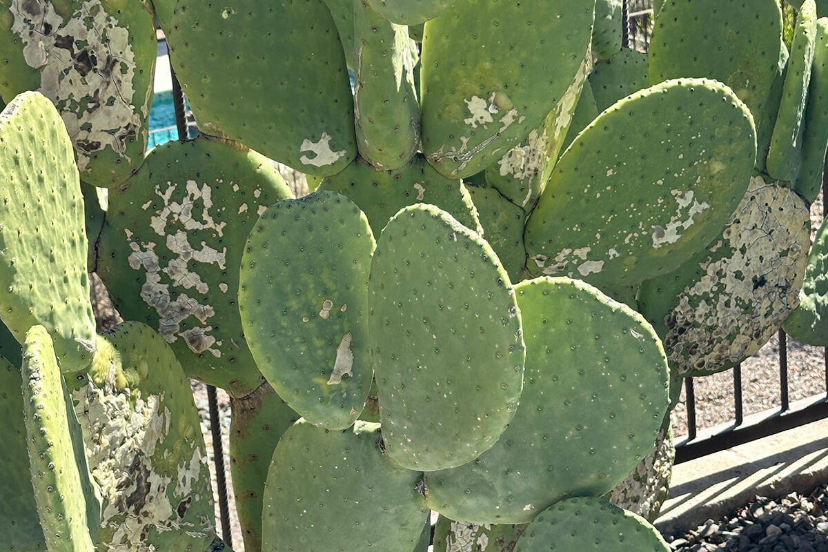 indian fig cactus