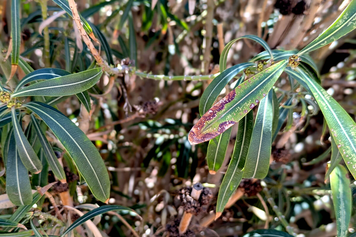 oleander dying
