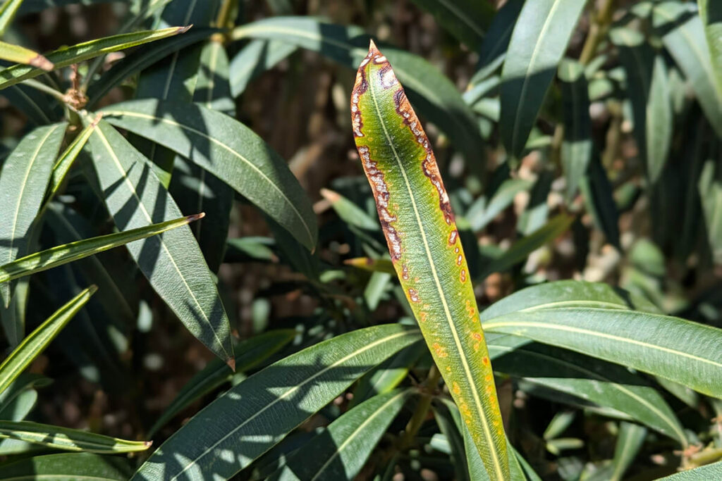 scorched leaf